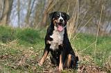 BOUVIER D'APPENZELL 032